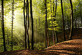 秋季自然風(fēng)光背景