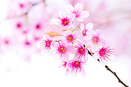 櫻花背景