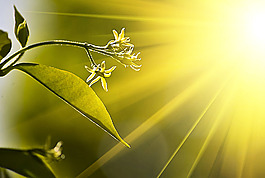 夢幻植物背景高清圖片