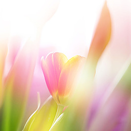 夢幻郁金香鮮花背景