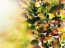 夢(mèng)幻鮮花背景