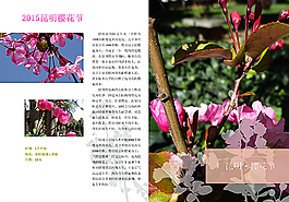 昆明樱花节图片