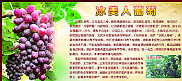 冰美人葡萄圖片