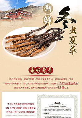 冬蟲夏草淘寶詳情頁