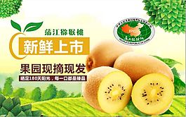 新鮮獼猴桃