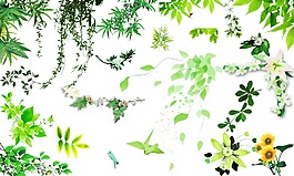 各種樹葉