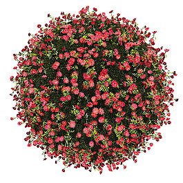圆形草地鲜花