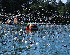 公園風景攝影