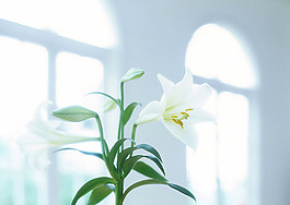 百合花