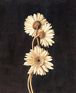白色花朵插畫