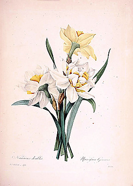 美丽鲜花插画