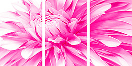 非洲菊无框画