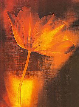 花卉無框畫