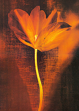 花卉無(wú)框畫(huà)