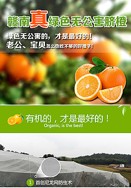 脐橙详情页设计