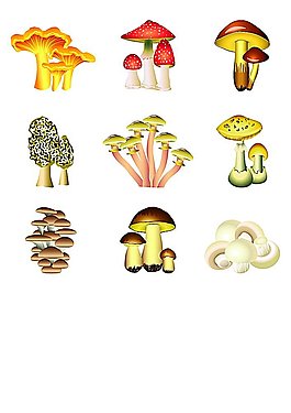 矢量蘑菇设计