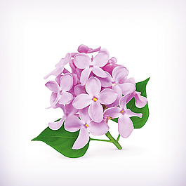 紫色繡球花
