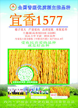 全國香型優質稻CDR高清下載