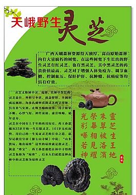 天峨野生靈芝