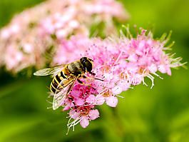 蜜蜂分層