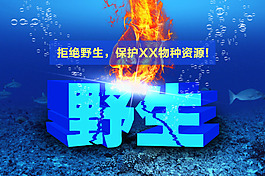 拒绝野生 保护海洋资源海报