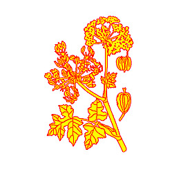 中藥 白芷