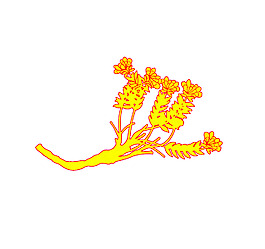 中藥紅景天 psd 剪影 素材 中藥材