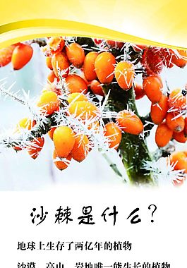 沙棘