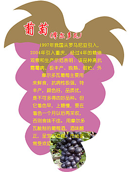 摩爾多瓦葡萄簡介