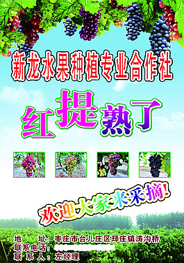 葡萄