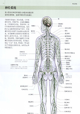 人體解剖
