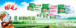 田七圖片