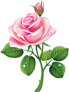 矢量玫瑰花