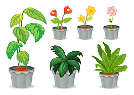 室內植物花卉盆栽