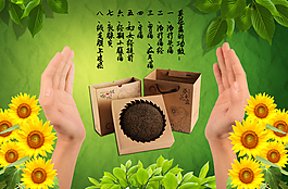 養(yǎng)生 向日葵 手