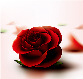 玫瑰花圖片