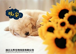 狗 晚安 寵物 睡覺