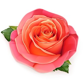 玫瑰花元素
