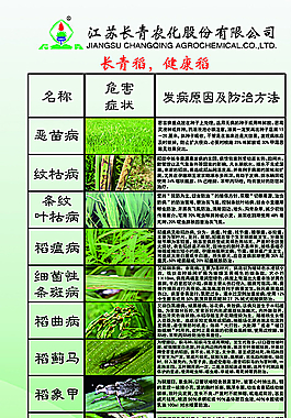 長青稻 健康稻圖片