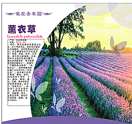 薰衣草圖片