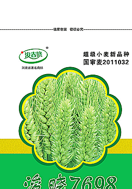 小麥種子圖片