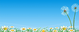 蒲公英圖片