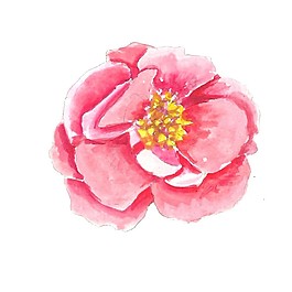 粉色花素材