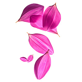 粉色花瓣元素