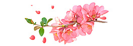 粉色花朵元素
