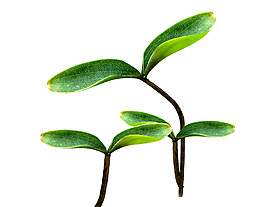 小清新元素