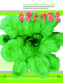 大葉筒蒿