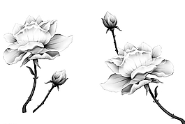 中國風(fēng) 荷花圖片