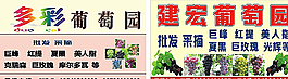 葡萄圖片