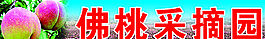 佛桃采摘園圖片
